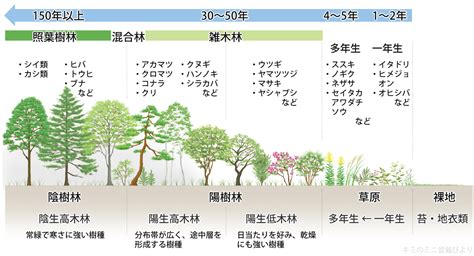 陽樹 陰樹 一覧 生物基礎|簡単でわかりやすい！陽生植物と陰生植物の違いとは？具体例も。